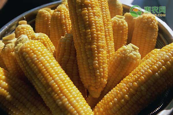 2020年9月全国玉米价格最新行情