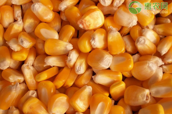 今日玉米价格多少钱一斤？2020年9月12日玉米价格最新行情分析