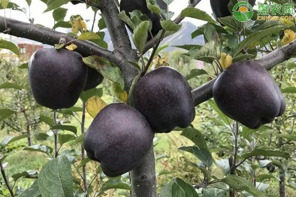 像葡萄一样的紫黑水果有哪些？
