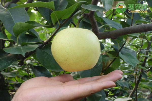 苹果梨价格多少钱一斤？苹果梨是转基因水果吗？（附前景分析）