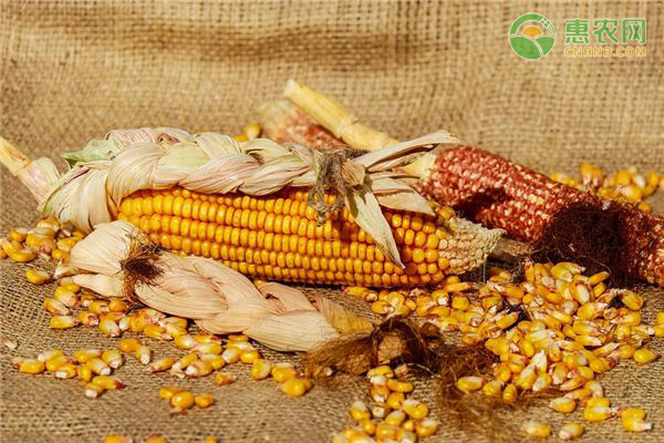玉米须的功效与作用禁忌有哪些？