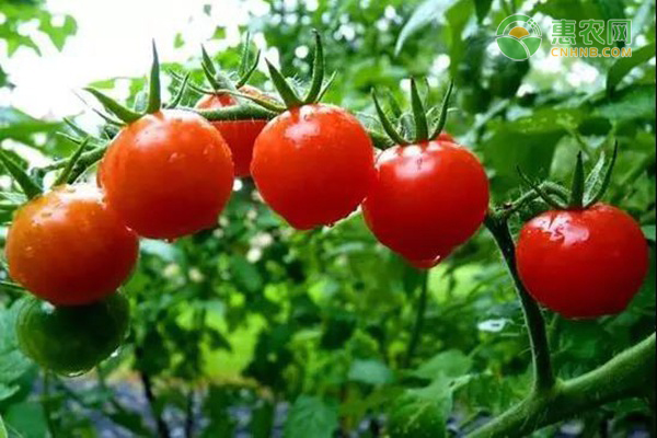什么品种西红柿最好吃？