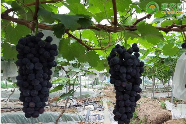 最新优质葡萄品种介绍