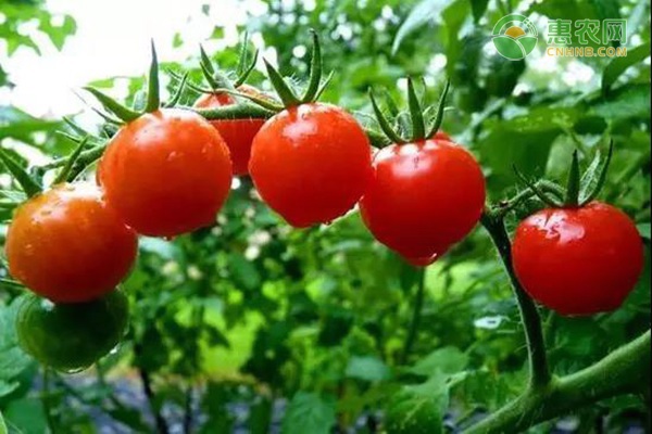 西红柿生吃有什么好处？西红柿是生吃好还是熟吃好？