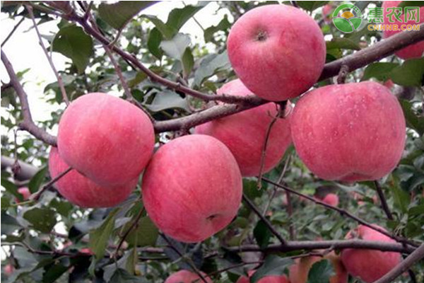 吃苹果有什么好处？真能减肥吗？粉苹果和脆苹果的区别