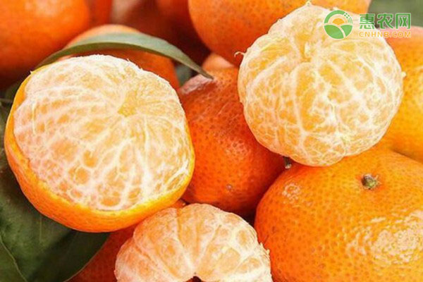 砂糖橘多少钱一斤？附12月份砂糖橘价格行情分析