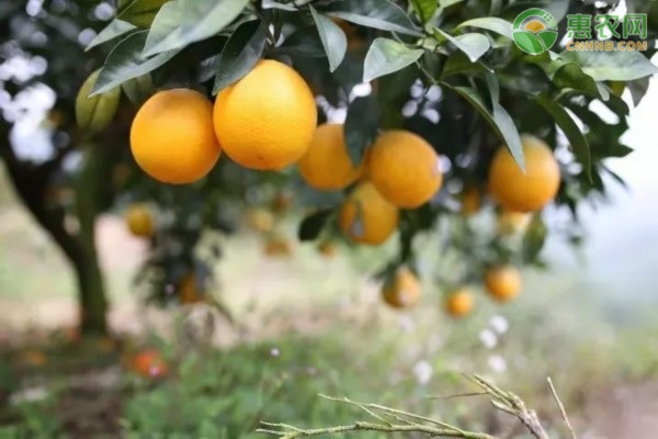 橙子树的种植条件和区域有何要求？橙子树种什么品种好？