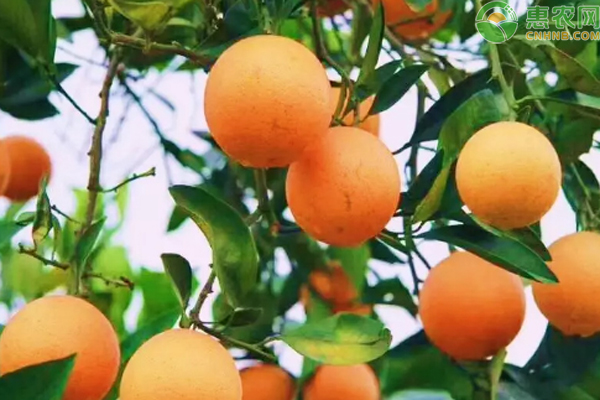 橙子苗种植方法和管理怎么进行？