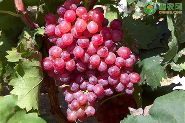 当季葡萄价格多少钱一斤？影响葡萄价格因素有哪些？