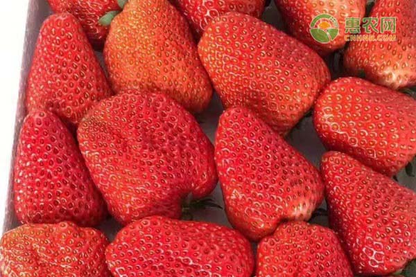 又大又甜的草莓品种