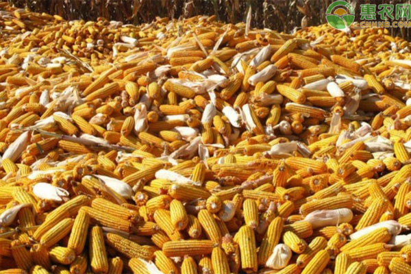 2021年玉米价格多少钱一吨？春节前后玉米行情如何？
