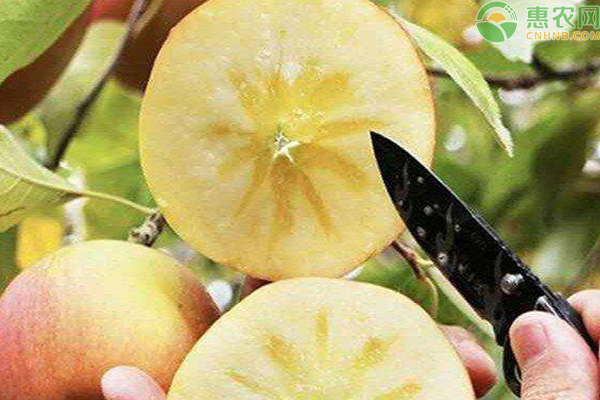 阿克苏苹果多少钱一斤？是哪里产的？有何特点？