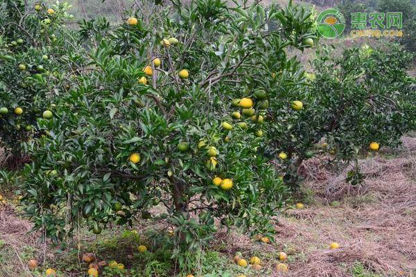 橙子树苗选择什么品种比较好？