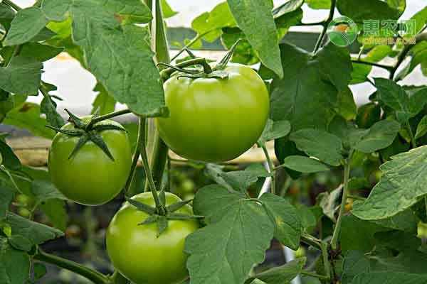 西红柿有哪些高产品种？亩产量多少？