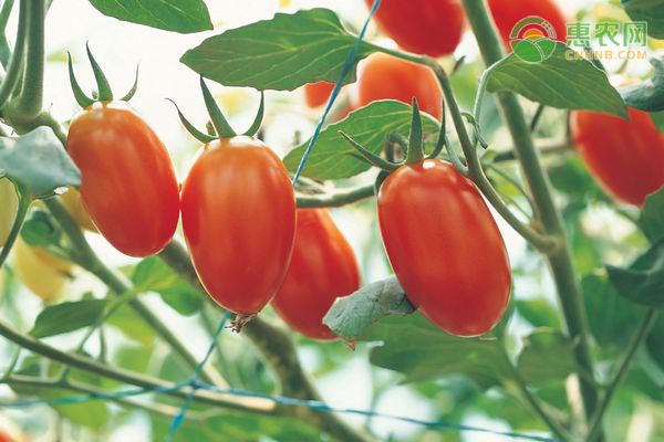 大红番茄苗多少钱一株？如何培育？