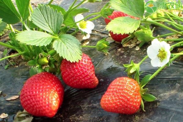 我国的草莓产地主要在哪个省？草莓有哪些品种？