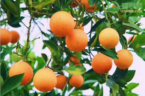 橙子产地主要在我国哪几个省份？橙子常见品种有哪些？