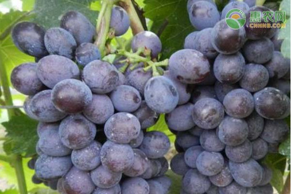 无核葡萄有哪些品种？