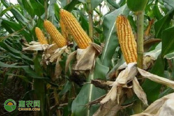 哪些高产玉米品种受欢迎？