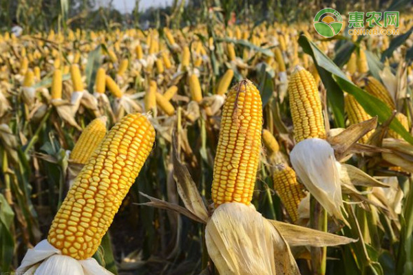 高产的玉米种子品种主要有哪些？
