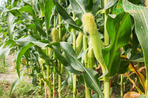 适合山东种植的玉米品种