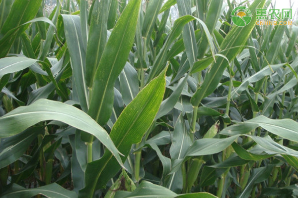 比登海605更高产的玉米种是什么？登海6188与618玉米种的区别有哪些？