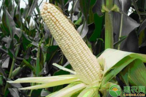 适合山西地区种植的高产玉米品种有哪些？