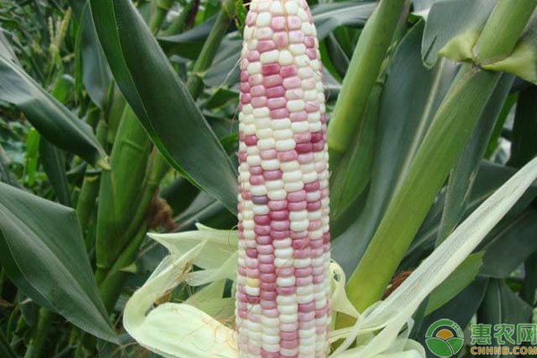 南方高产玉米品种有哪些？