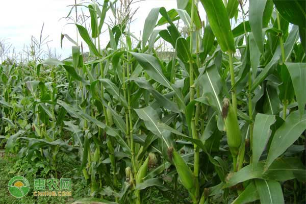 适合辽宁种植的玉米品种有哪些？