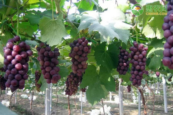 葡萄的生长环境和条件