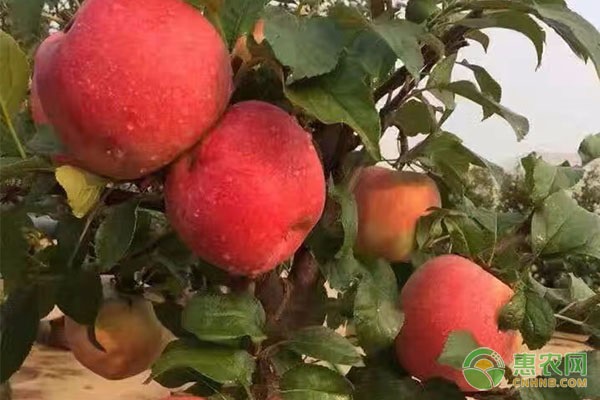 陕西省有哪些优质苹果品种？