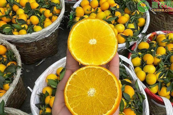 果冻橙是橙子还是橘子？为什么这么软？