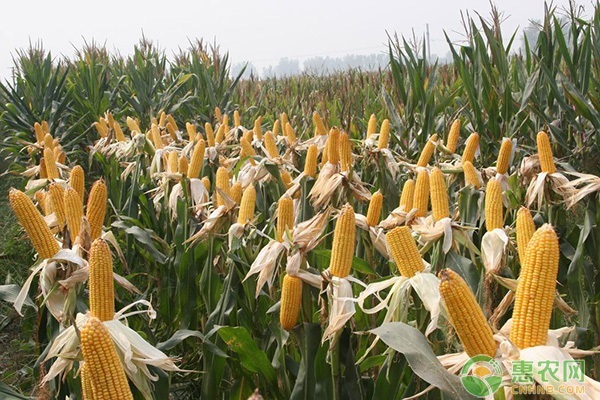 吉林省种什么玉米品种好？
