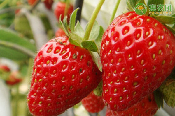 草莓有哪些常见品种？