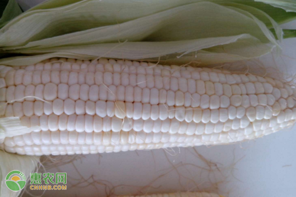 适合新疆种植的玉米品种有哪些？