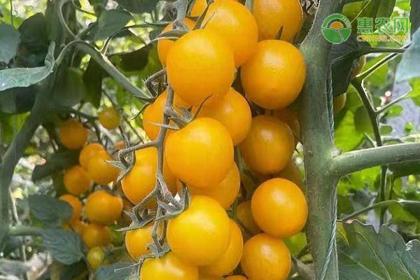 黄番茄品种有哪些？