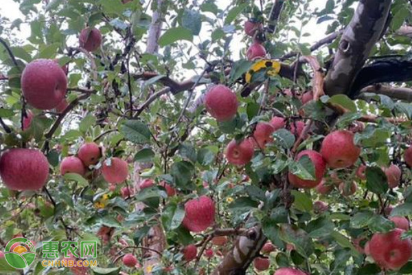 晚熟苹果苗什么品种好？