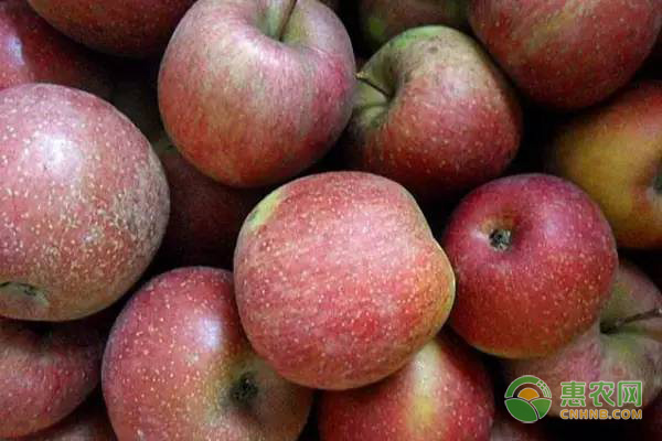 山东有哪些苹果品种？