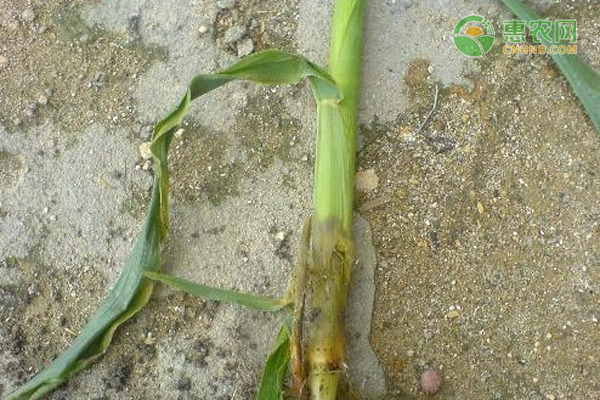 玉米茎腐病经常出现，玉米茎腐病有哪些防治方法？