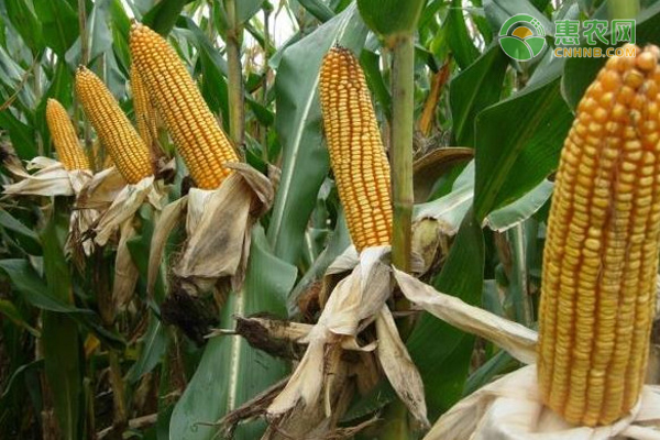 特高产玉米新品种有哪些？
