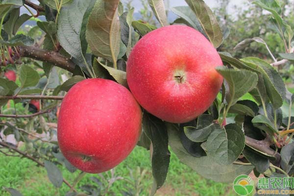 8月份早熟苹果新品种有哪些？