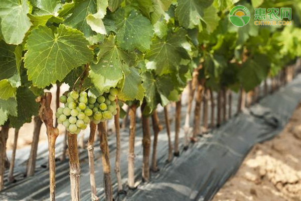 如何种植葡萄？