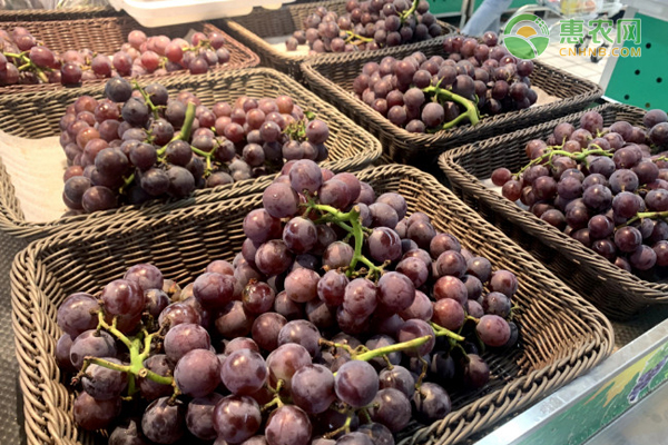 公认口感好的葡萄品种都有哪些？