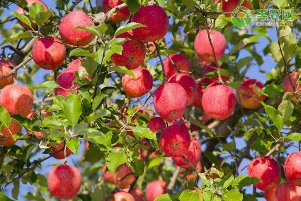 苹果苗什么品种最好？