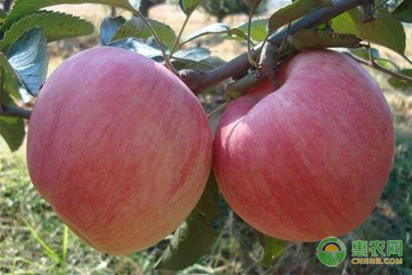 最好的早熟苹果新品种是什么品种？