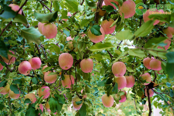 苹果早熟品种有哪些？