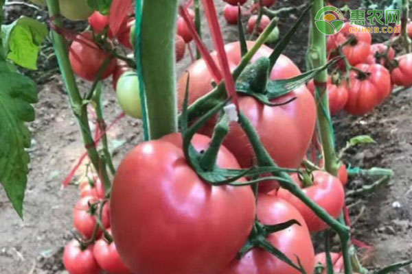 如何种植西红柿？