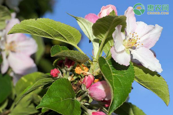 5月早熟苹果最好的品种有哪些？苹果产地主要在哪个省？