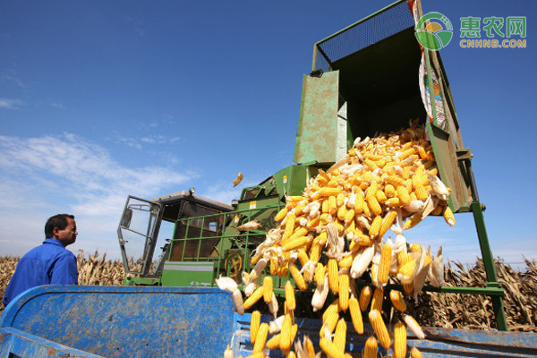 一亩玉米能产多少斤？
