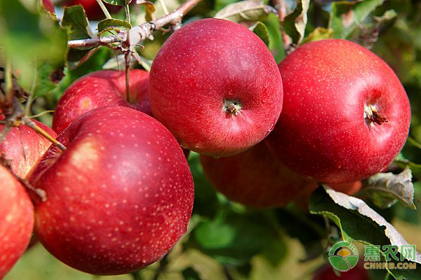 甘肃产的哪些苹果品种好吃？